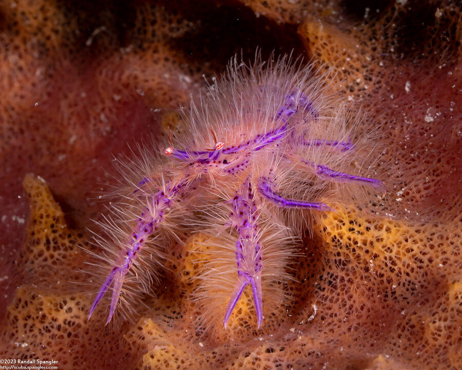 Lauriea siagiani (Hairy Squat Lobster)