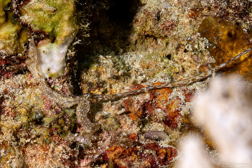 Achaetobonellia sp.1 (Achaetobonellia sp.1)