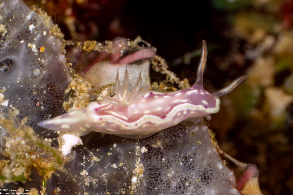 Ceratosoma sp.2 (Red-Lined Ceratosoma)