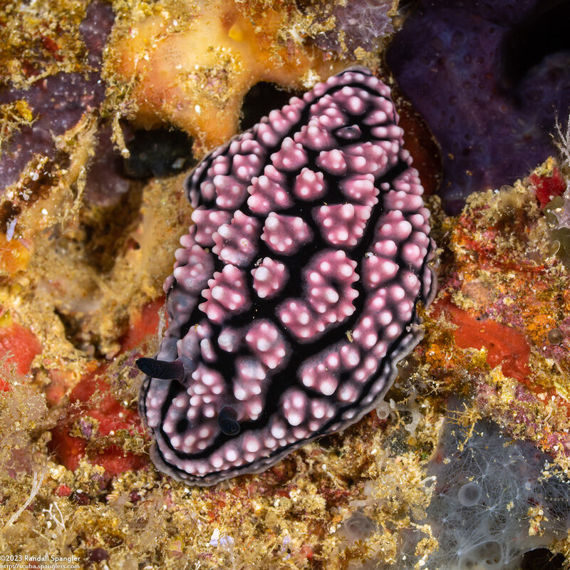 Phyllidiella cooraburrama (Phyllidiella Cooraburrama)