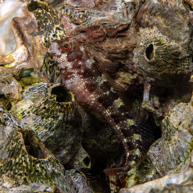 Mimoblennius atrocinctus (Spotted and Barred Blenny)