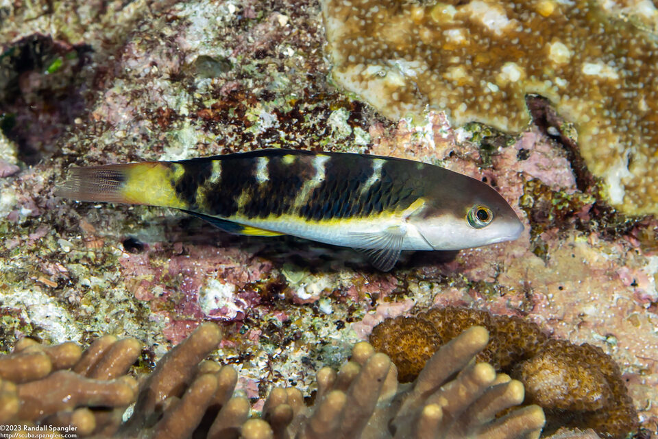 Thalassoma jansenii (Jansen's Wrasse)