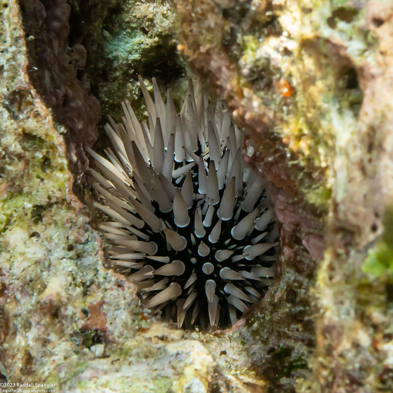 Echinometra mathaei (Rock-Boring Urchin)