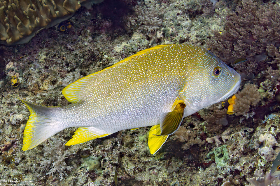 Lutjanus rivulatus (Speckled Snapper)