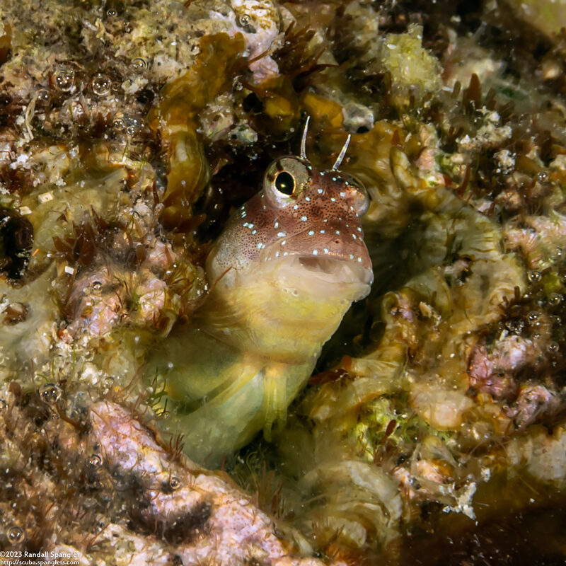 Salarias segmentatus (Segmented Blenny)