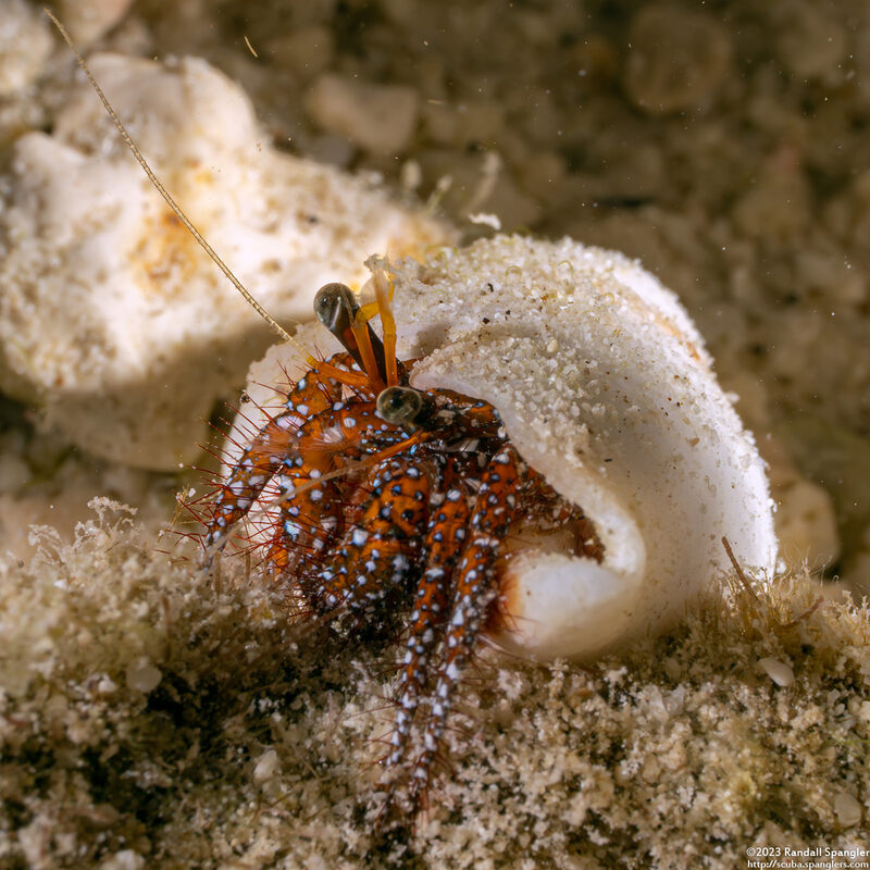 Dardanus megistos (White-Spotted Hermit Crab)