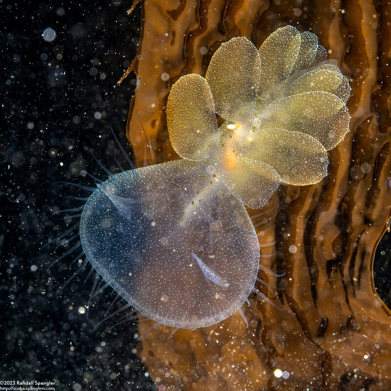 Melibe leonina (Lion's Mane Nudibranch)