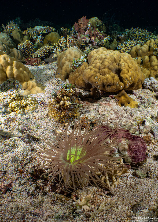 Cerianthus filiformis (Cerianthus Filiformis)