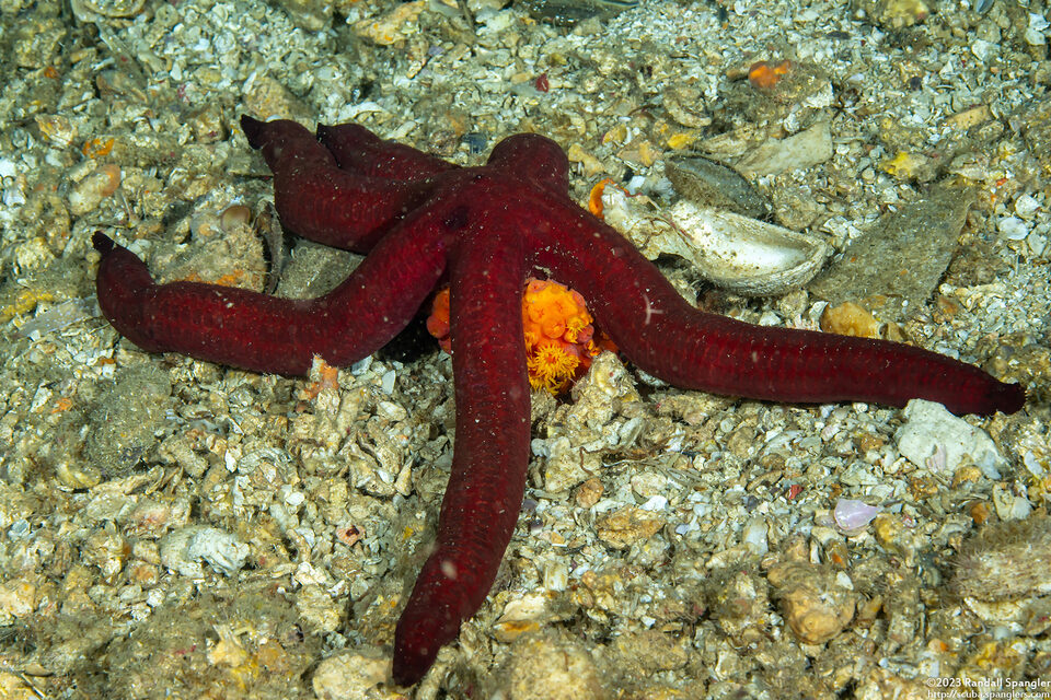 Leiaster speciosus (Velvety Sea Star)