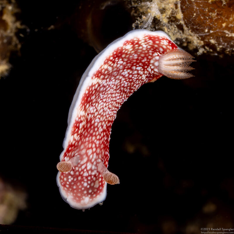 Chromodoris reticulata (Reticulated Chromodoris)
