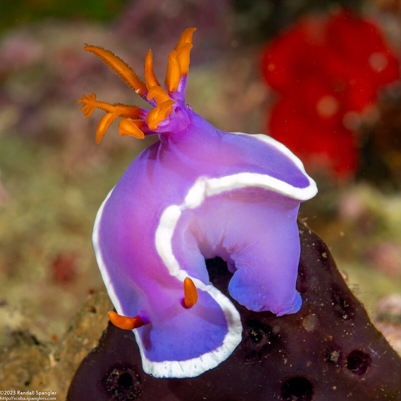Hypselodoris variobranchia (Variegated-Gill Hypselodoris)