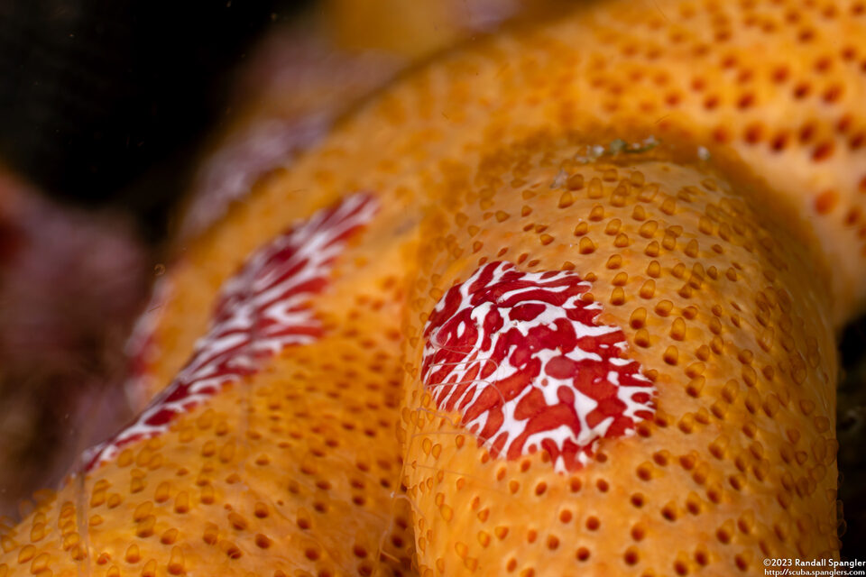 Coeloplana astericola (Creeping Comb Jelly)