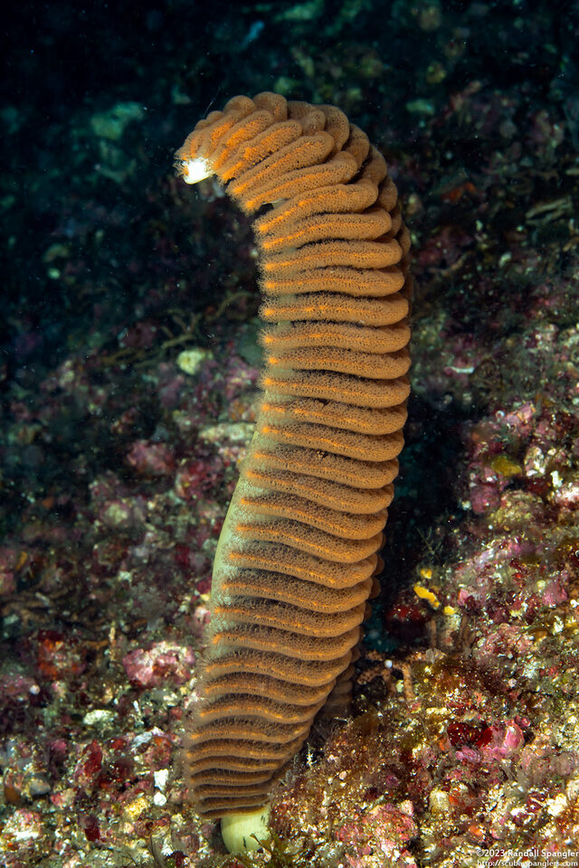 Pteroides sp.3 (Pteroides sp.3)