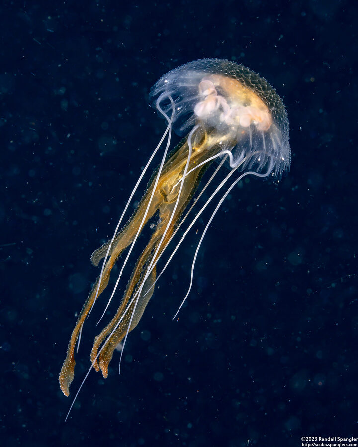 Pelagia noctiluca (Luminescent Jellyfish)