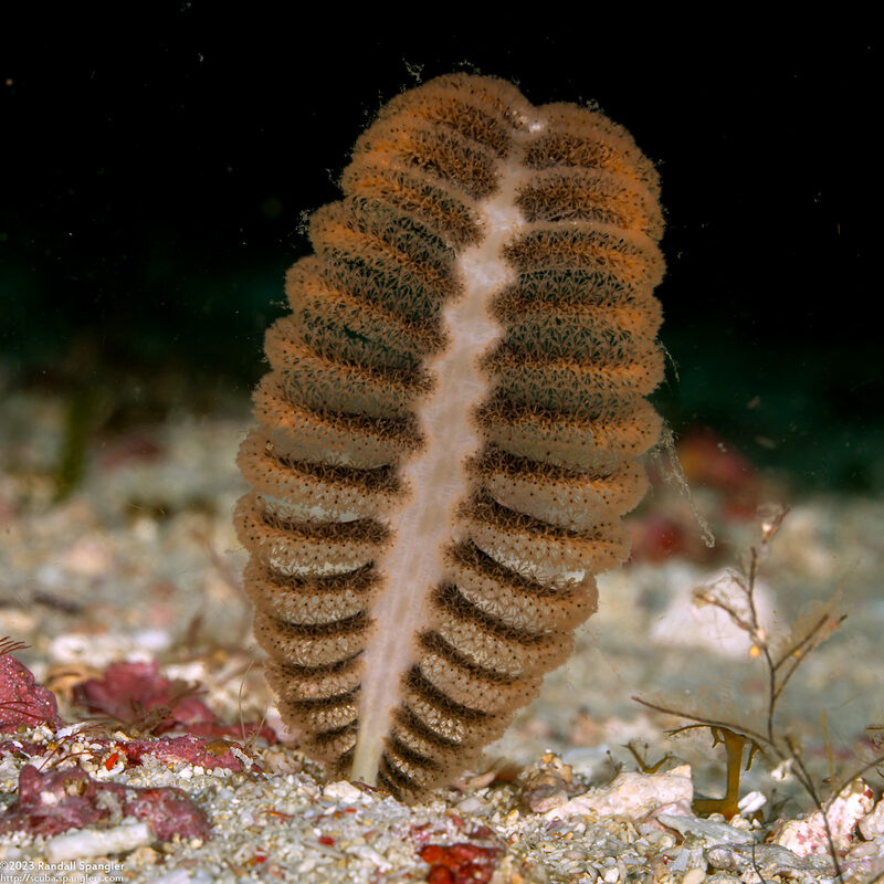 Pteroides sp.3 (Pteroides sp.3)