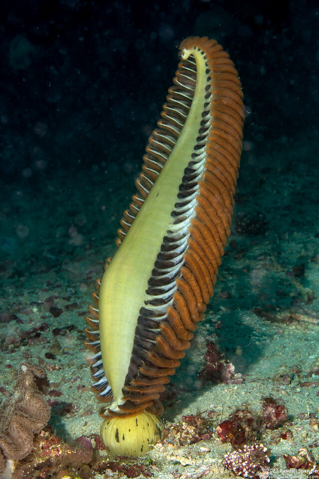 Pteroides sp.3 (Pteroides sp.3)