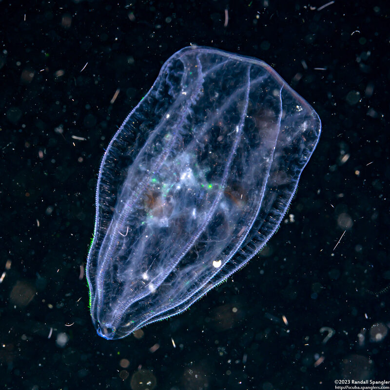 Beroe cucumis (Beroe cucumis)