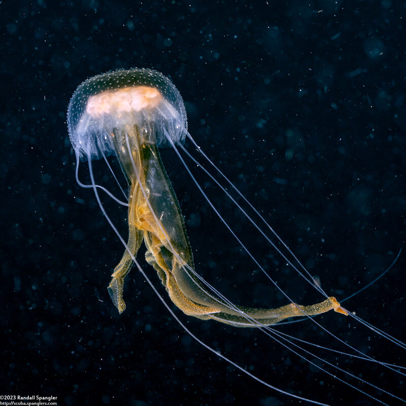 Pelagia noctiluca (Luminescent Jellyfish)