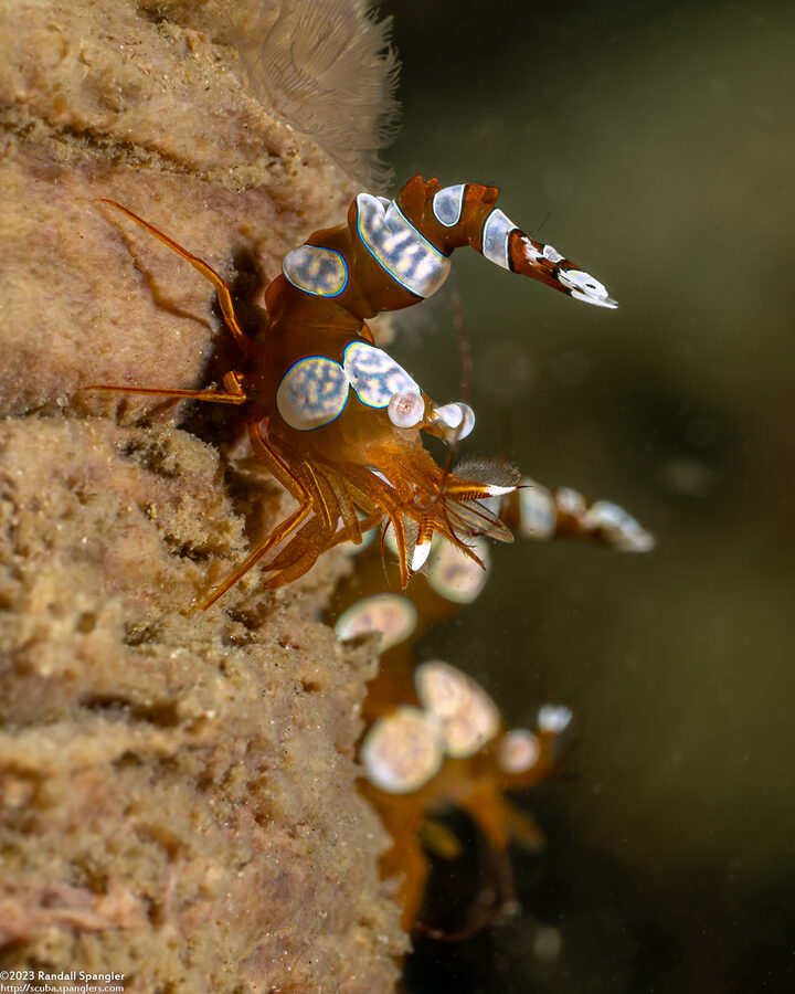 Thor amboinensis (Squat Shrimp)