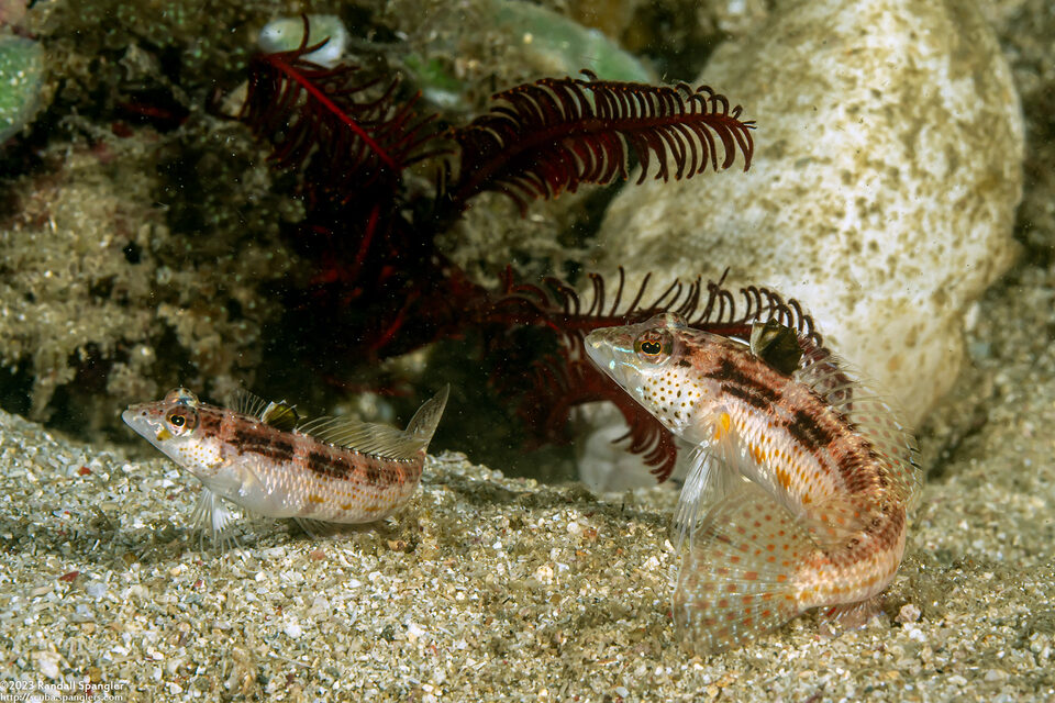 Parapercis snyderi (Blackfin Sandperch)