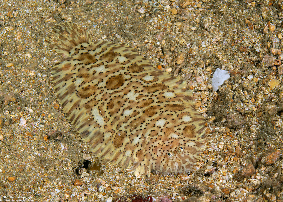 Liachirus melanospilos (Carpet Sole)