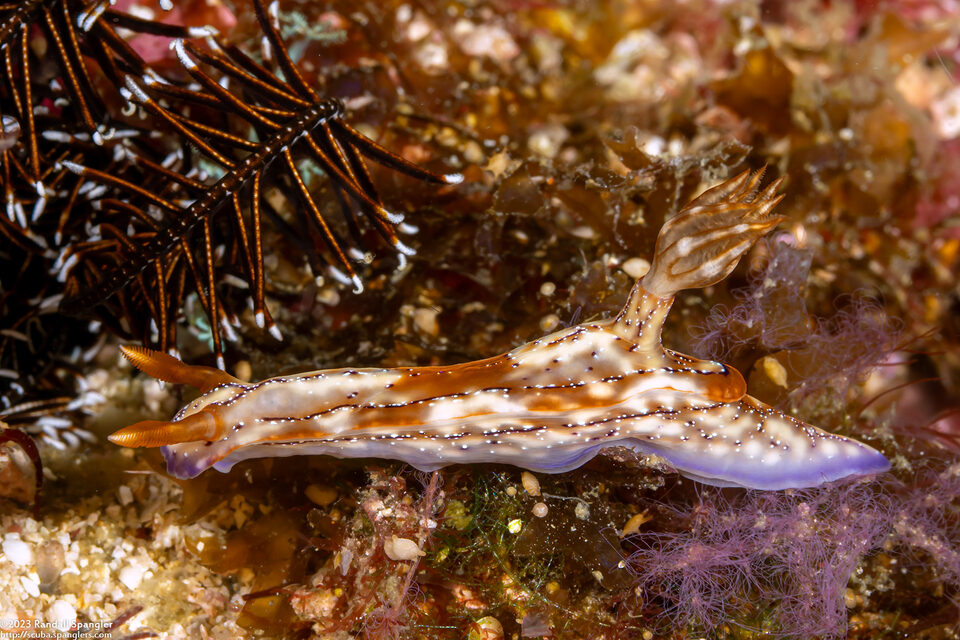 Hypselodoris krakatoa (Krakatoa Hypselodoris)