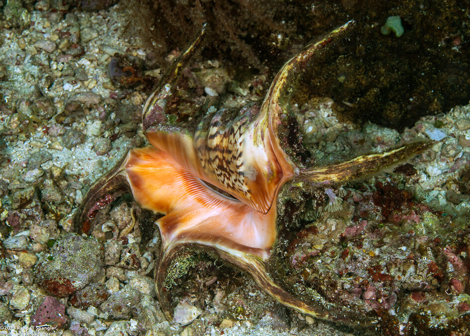 Harpago chiragra (Chiragra Spider Conch)