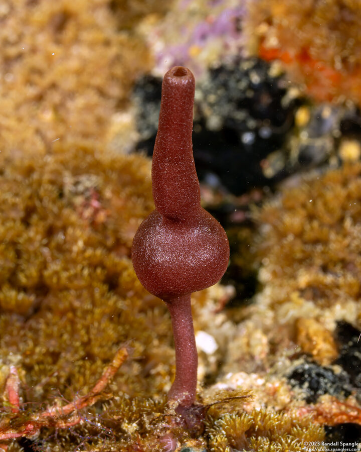 Heteropia minor (Heteropia Minor)