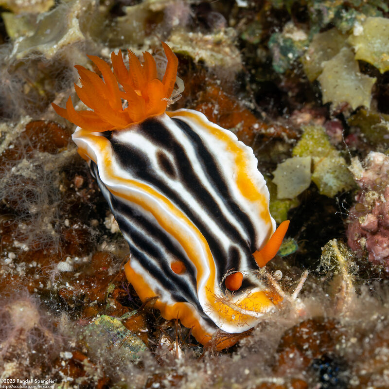 Chromodoris magnifica (Magnificent Chromodoris)
