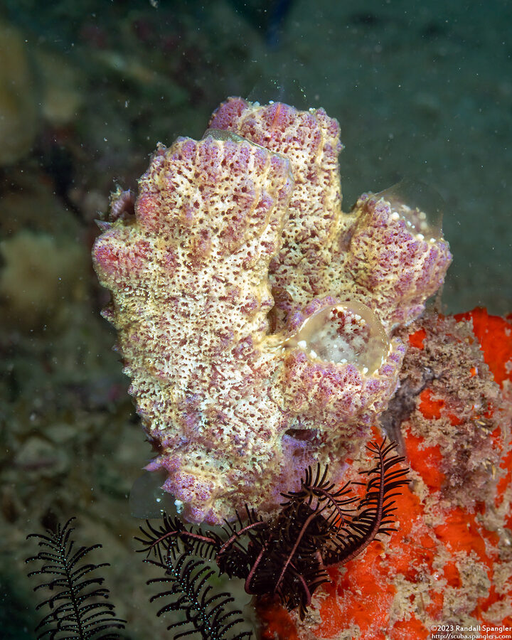 Polycarpa sp.4 (Polycarpa sp.4)