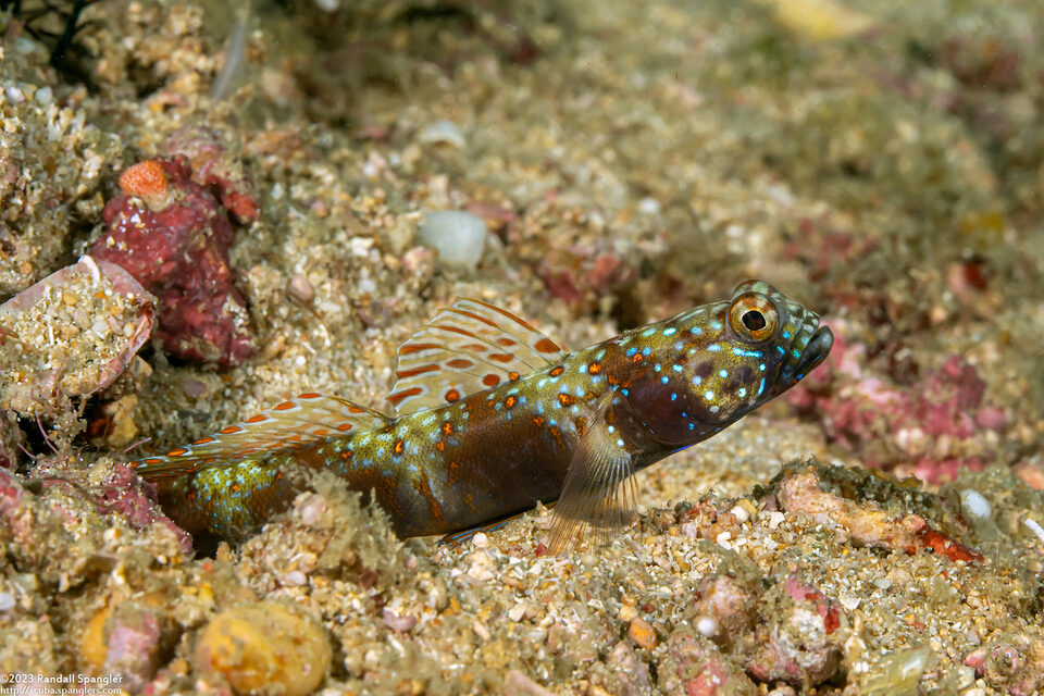 Amblyeleotris latifasciata (Wide-Barred Shrimpgoby)