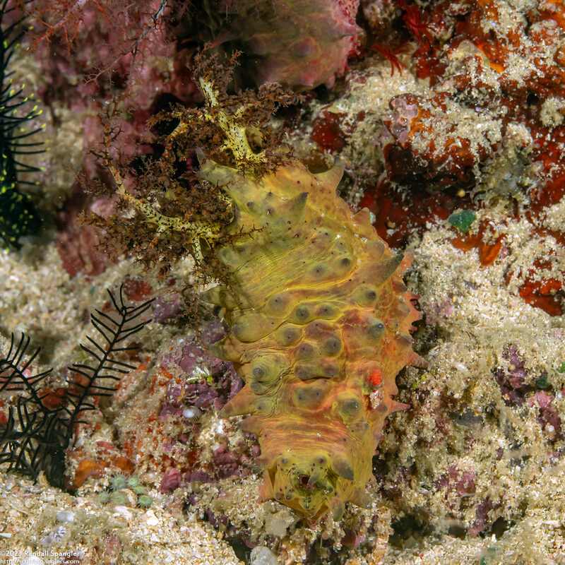 Colochirus quadrangularis (Thorny Sea Cucumber)