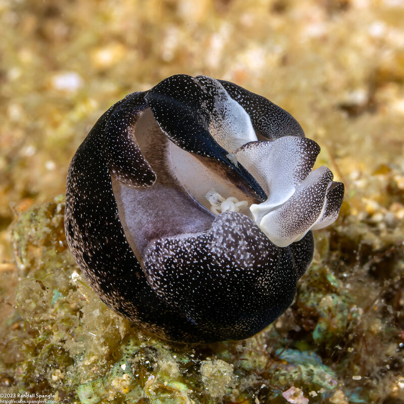 Chelidonura amoena (Lovely Headshield Slug)