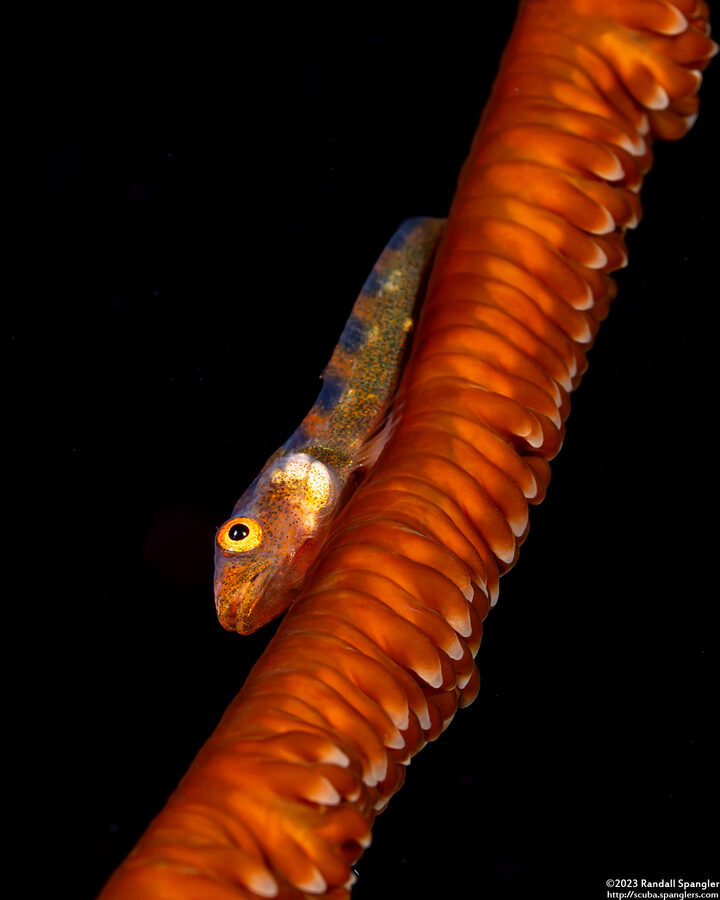 Bryaninops yongei (Wire Coral Goby)