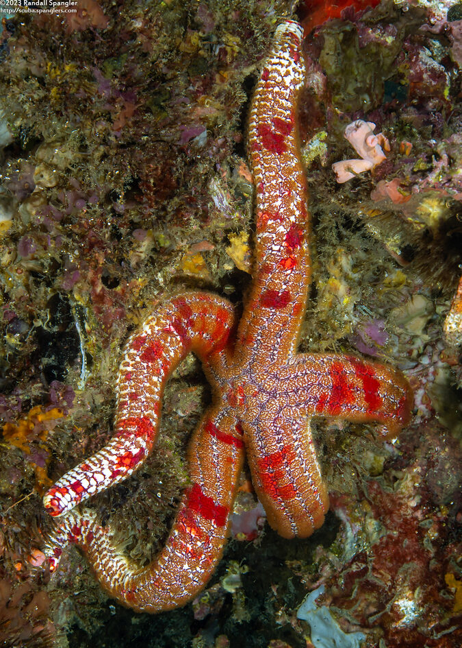 Leiaster cf. glaber (Smooth Sea Star)