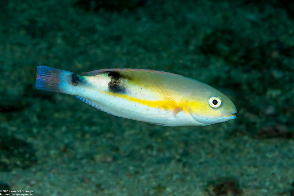Choerodon jordani (Blackwedge Tuskfish)