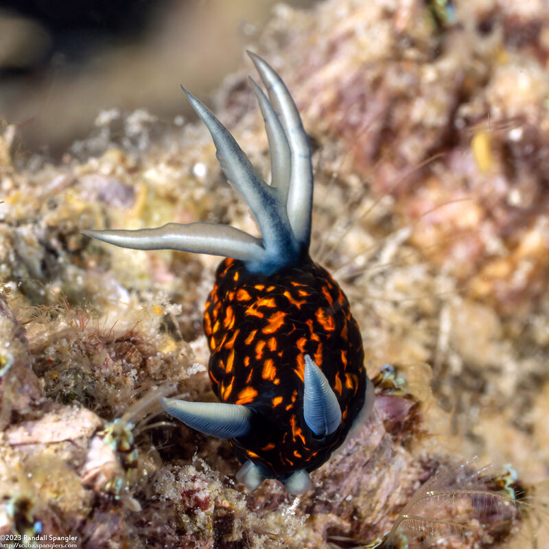 Roboastra gracilis (Slender Roboastra)