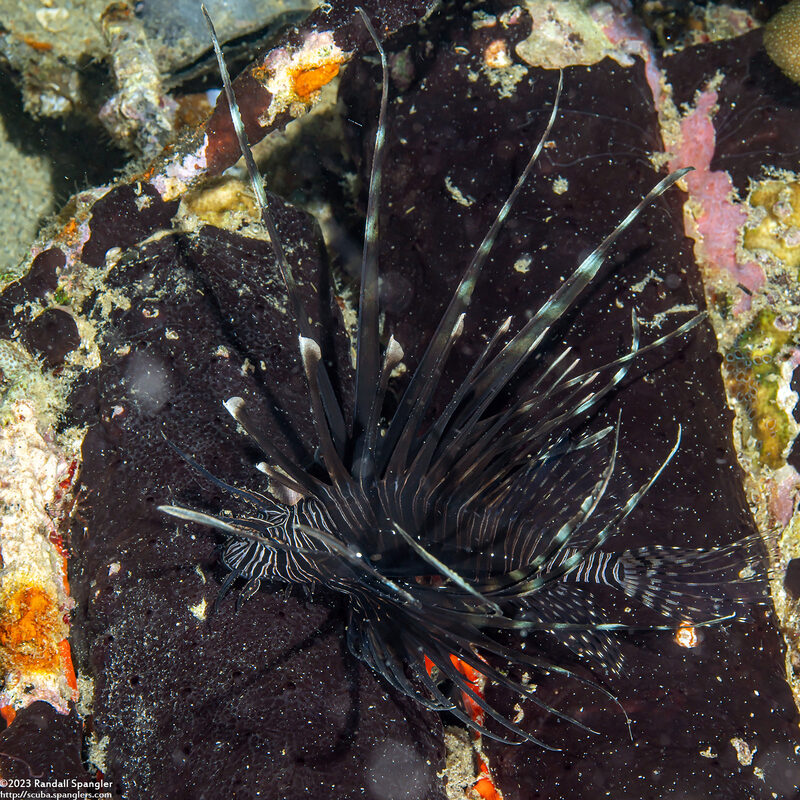 Pterois volitans (Red Lionfish); Camouflaged juvenile