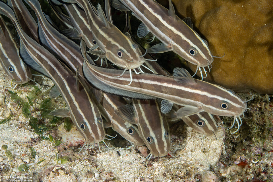 Plotosus lineatus (Striped Catfish)