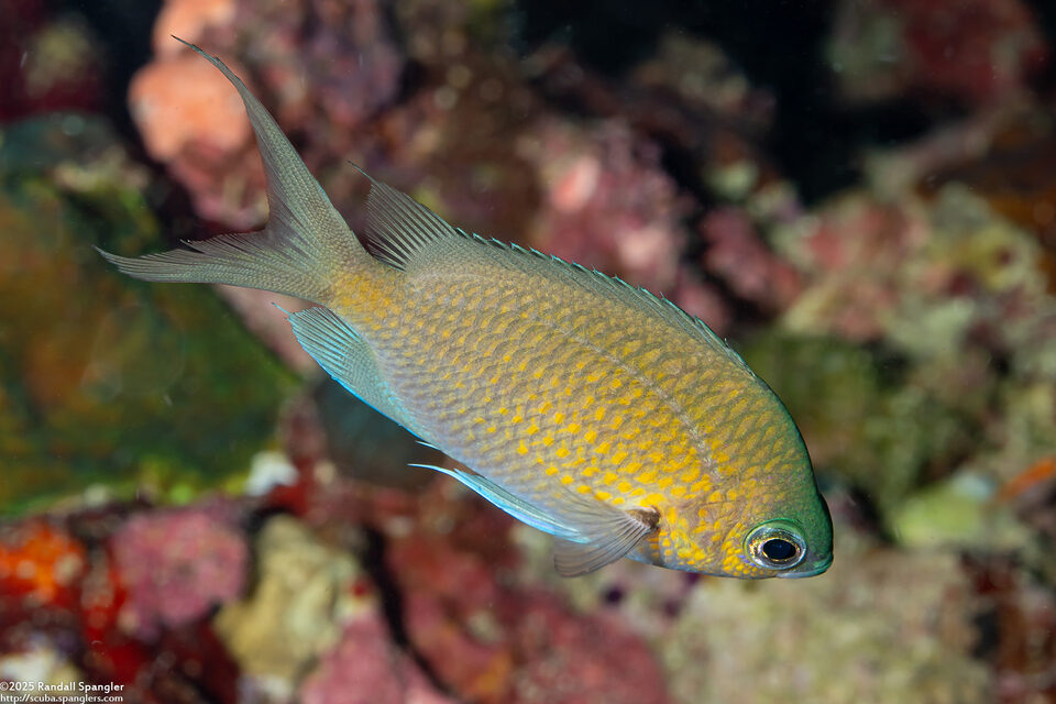 Chromis alpha (Yellow-Speckled Chromis)
