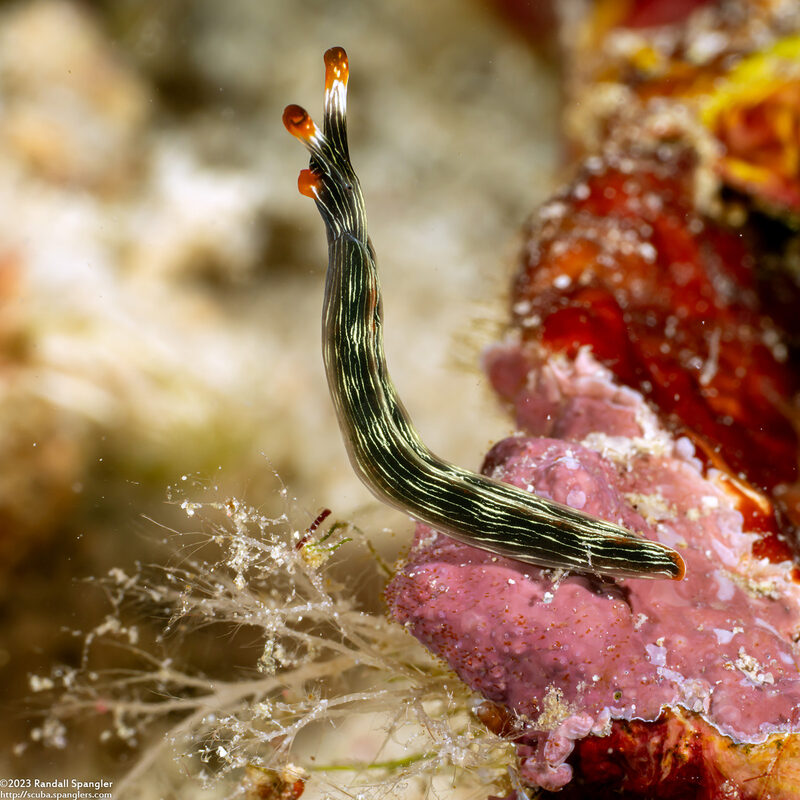 Thuridilla gracilis (Slender Sapsucking Slug)