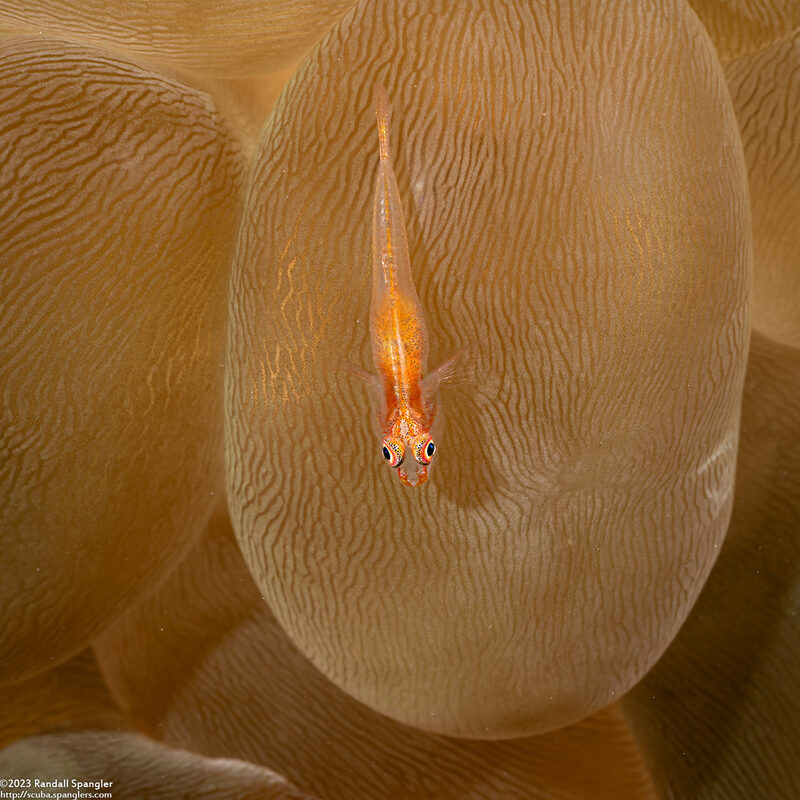 Pleurosicya mossambica (Common Ghostgoby)