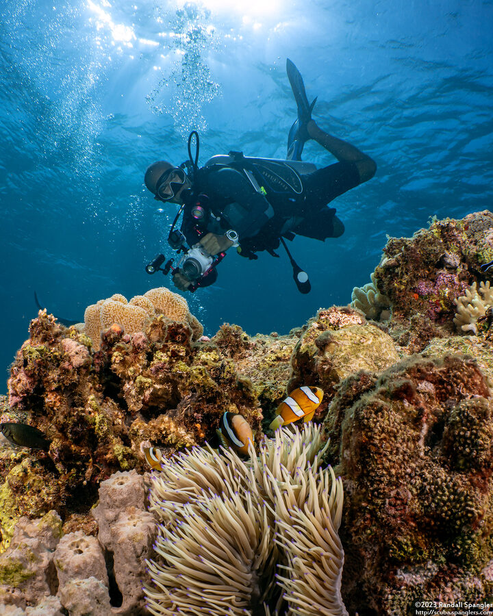 Heteractis malu (Delicate Sea Anemone)