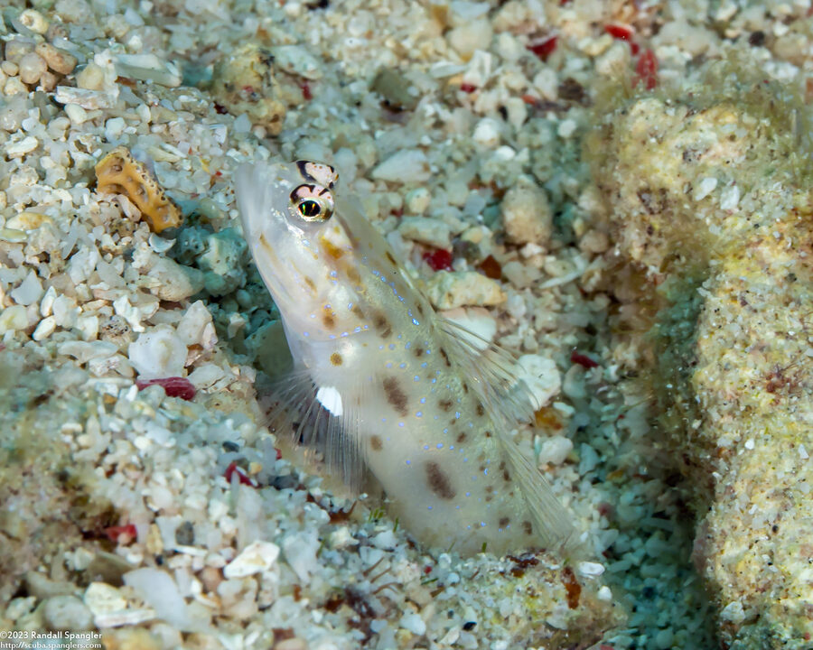 Ctenogobiops mitodes (Thread Shrimpgoby)