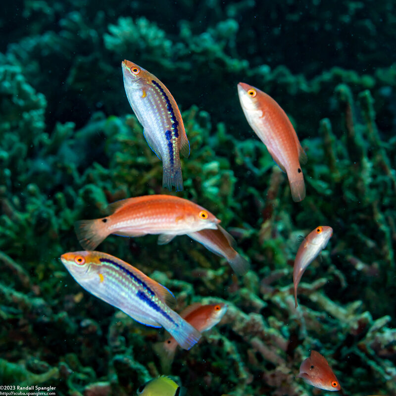 Cirrhilabrus lubbocki (Yellowback Fairy Wrasse)