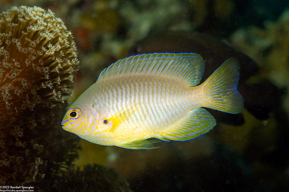 Pomacentrus amboinensis (Ambon Damsel)