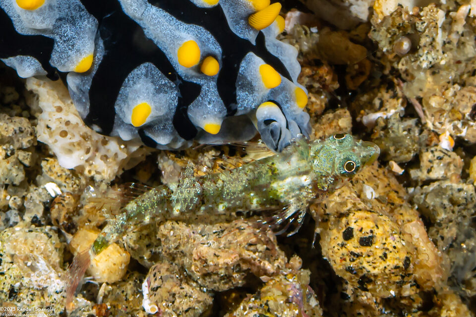 Enneapterygius philippinus (Minute Triplefin)