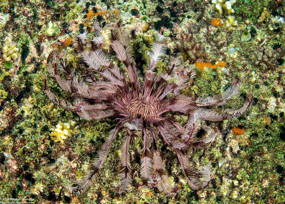 Dichrometra flagellata (Flagellate Feather Star)