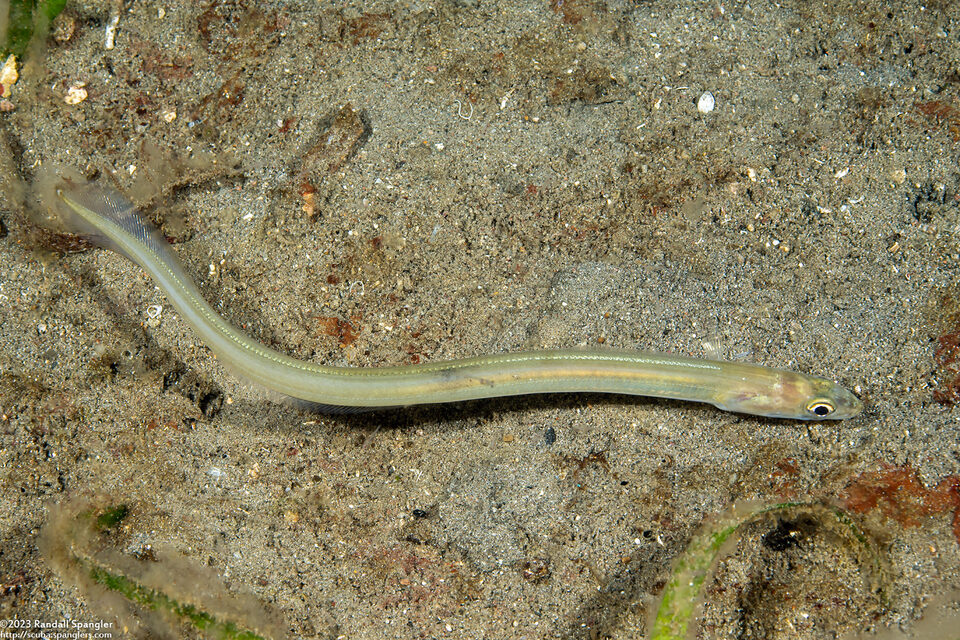 Ariosoma scheelei (Shleele’s Conger)