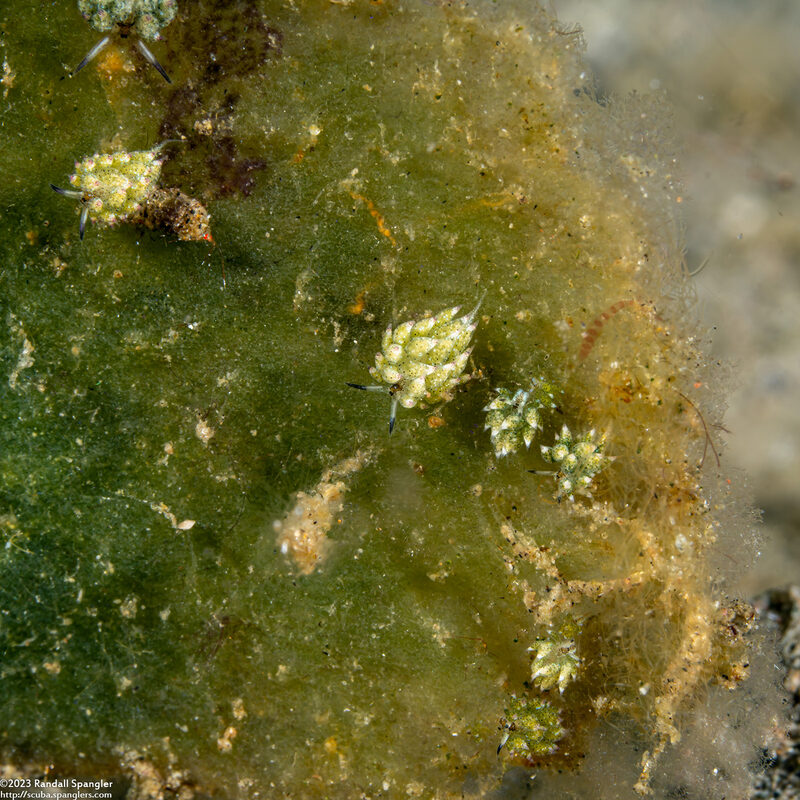 Costasiella kuroshimae (Kuro Sapsucking Slug)